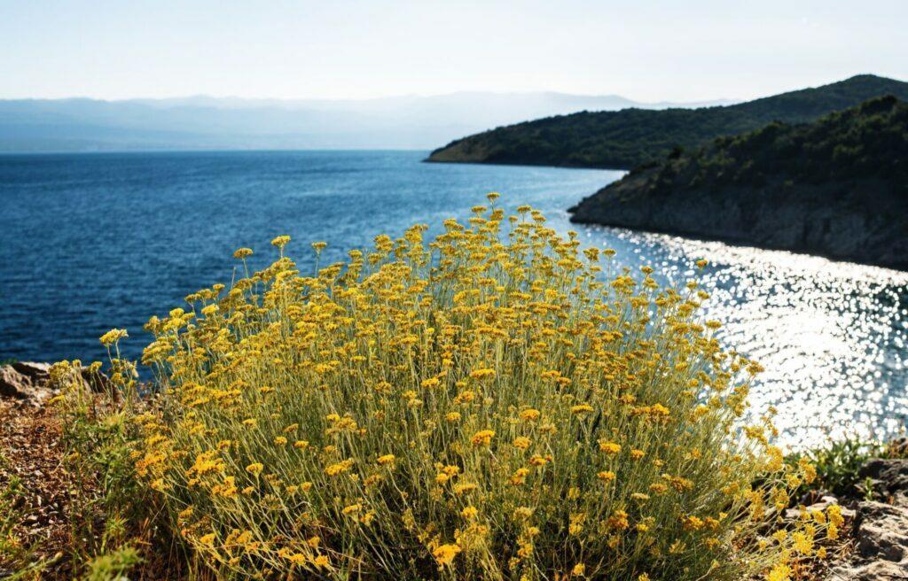 รู้จักกับดอกไม้ Helichrysum จากอิตาลีที่มีสาร AREAUMAT PERPETUA เคล็ดลับการสร้างเกราะป้องกันผิว 3 Immortelle Dalu Natural Skincare