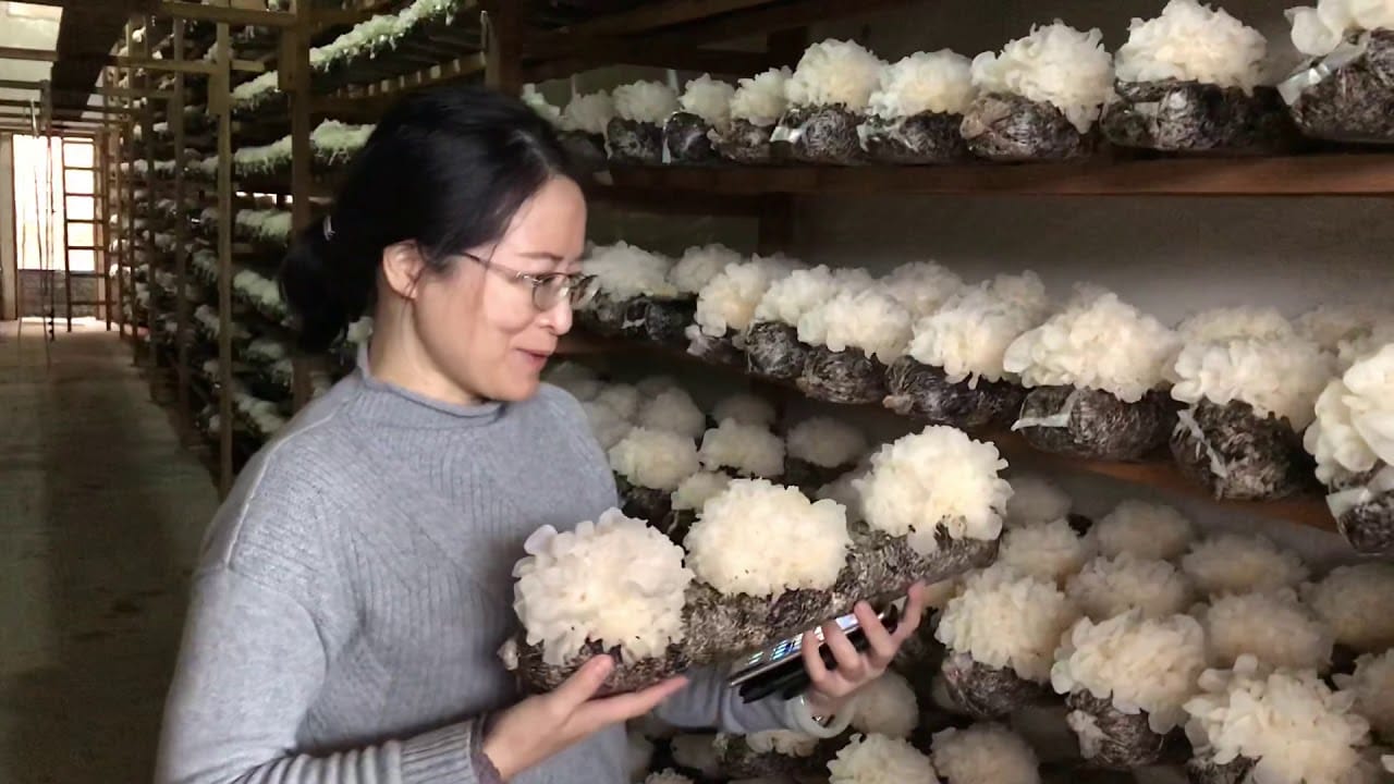 ประโยชน์เห็ดหิมะต่อผิวจากประเทศจีน ราชาแห่งคอลลาเจน 2 Organic Tremella fuciformis farm