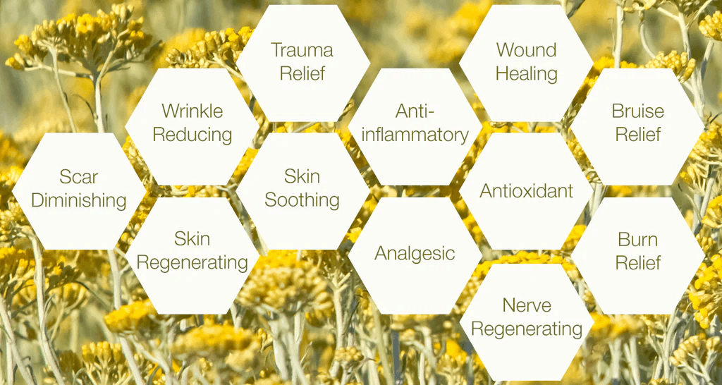 รู้จักกับดอกไม้ Helichrysum จากอิตาลีที่มีสาร AREAUMAT PERPETUA เคล็ดลับการสร้างเกราะป้องกันผิว 2 helichrysum italicum flower